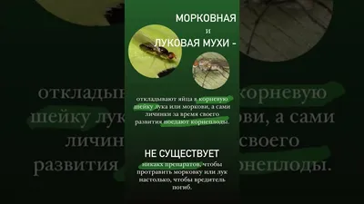 Фотографии личинки морковной мухи: невероятные детали