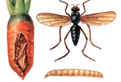 Личинки морковной мухи фотографии