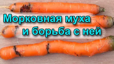 Фотографии мухи с макро-объективом