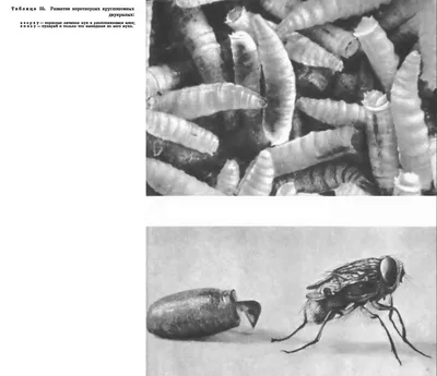 Фото личинок мух на мясе - выберите размер и формат изображения для скачивания (JPG, PNG, WebP)