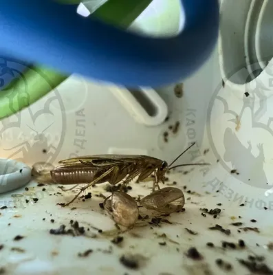 Личинки таракана: Новые фото в HD качестве