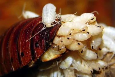 Личинки таракана: Новые фото в 4K