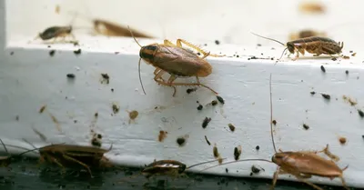 Фотографии личинок таракана: Скачать изображения в хорошем качестве