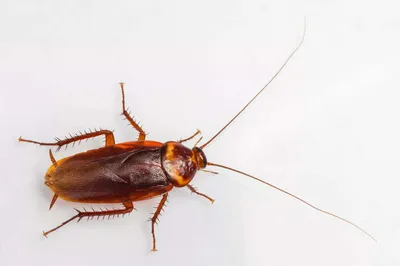 Личинки таракана: Скачать бесплатно HD фото