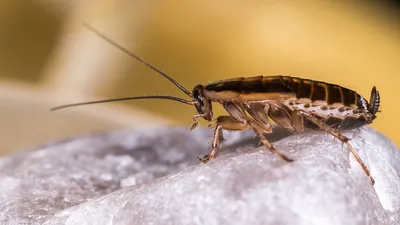 Фотографии личинок таракана: 4K изображения для скачивания