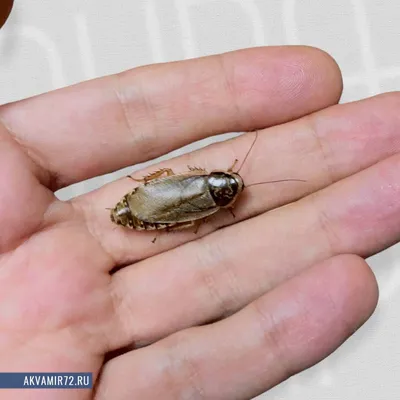 Фотографии личинок таракана: Скачать изображения в хорошем качестве