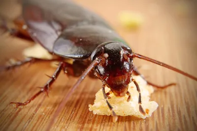 Фото личинок таракана: Новые изображения в Full HD
