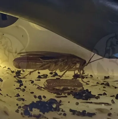 Фотографии личинок таракана: 4K изображения для скачивания