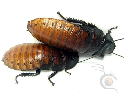 Личинки таракана: Новые фото в хорошем качестве