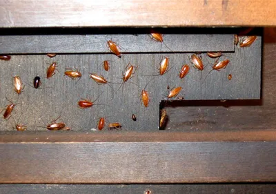 Фото личинок таракана: удивительные изображения
