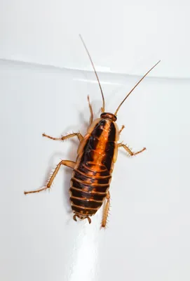 Узнайте больше о личинках таракана на этих фотографиях