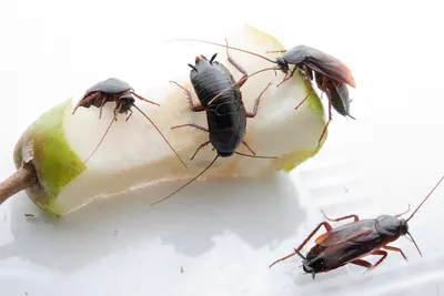 Загадочные фото личинок таракана