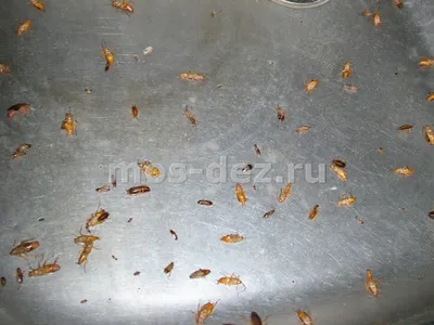 Личинки таракана: Новые фото в хорошем качестве