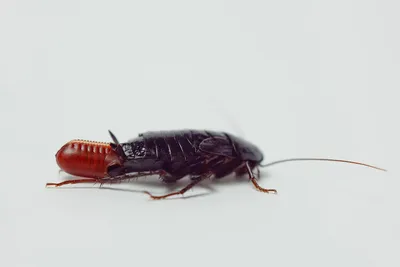 Фотографии личинок таракана: уникальные снимки
