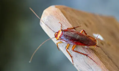 Удивительные фото личинок таракана