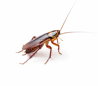Фотографии личинок таракана: загадочное превращение