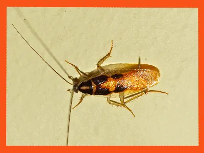 Взгляните на личинок таракана через эти фотографии