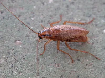 Исследуйте личинок таракана на этих удивительных фотографиях