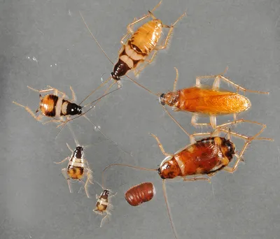 Фотографии личинок таракана: загадочная жизнь