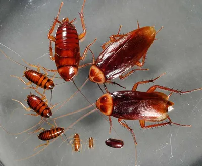 Фото личинок таракана: Скачать изображения бесплатно