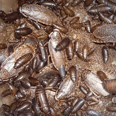 Фото личинок таракана: удивительные детали