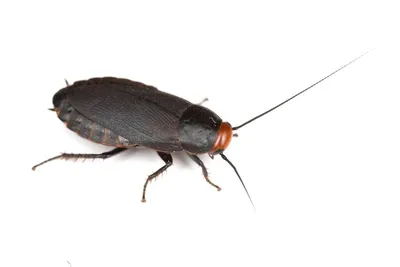 Взгляните на мир личинок таракана на этих фотографиях