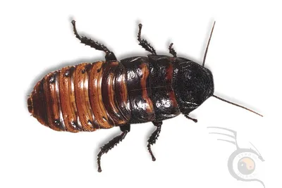 Фотографии личинок таракана: загадочное развитие