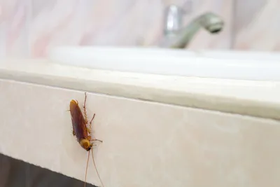 Исследуйте личинок таракана на этих уникальных фотографиях