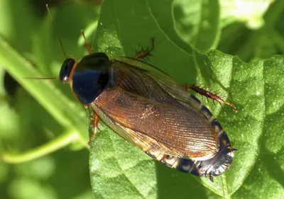 Фото личинок таракана: удивительные моменты