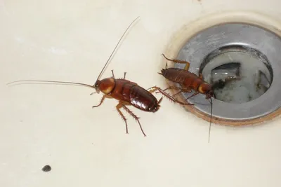 Фотографии личинок таракана: загадочные преображения