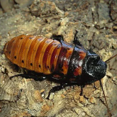 Взгляните на личинок таракана через эти удивительные фотографии