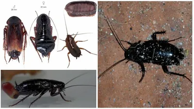 Фото личинок таракана: уникальные снимки