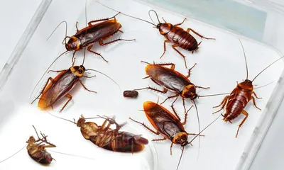 Исследуйте мир личинок таракана на этих загадочных фотографиях