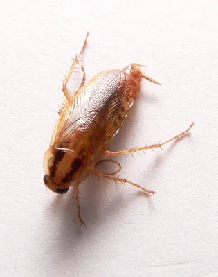 Фотографии личинок таракана: удивительная эволюция