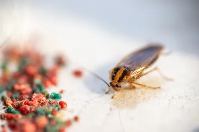 Фото личинок таракана: уникальные детали
