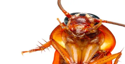 Фотографии личинок таракана: удивительные моменты