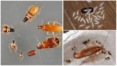 Фото личинок таракана: HD изображения для скачивания