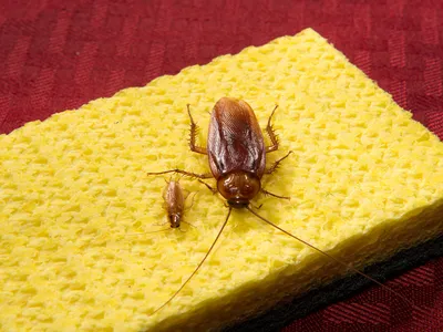 Узнайте больше о личинках таракана через эти фото
