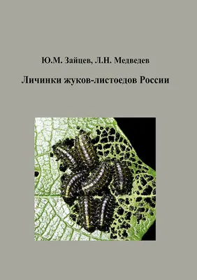 Фото жуков: Полезная информация о личинках жуков