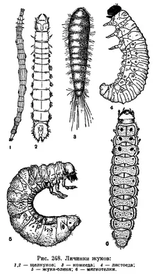 Фото личинок жуков: Полезная информация о личинках жуков