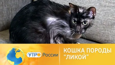 Изумительные фотографии кошки Ликой в высоком разрешении