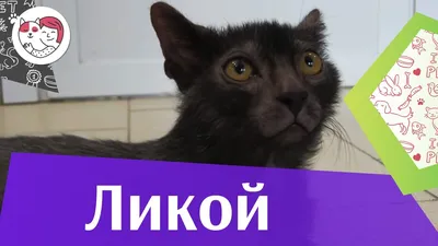 Кошка Ликой на фото: красота в каждой детали