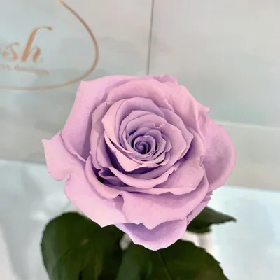 Лиловая роза в формате png: доступно скачивание