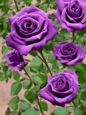 Фото лиловой розы в формате webp: выберите размер