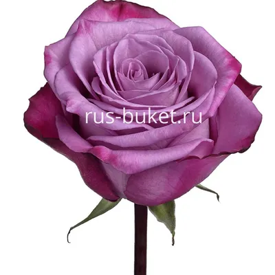 Изображение лиловой розы в формате webp: доступен скачивание