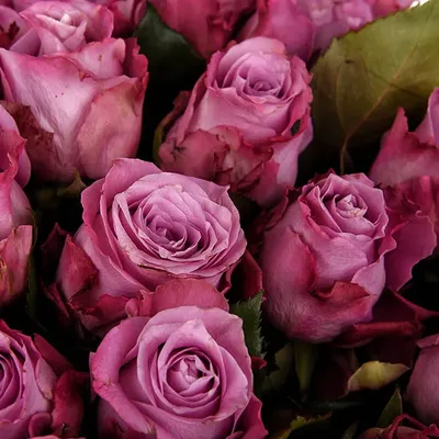 Изображение лиловой розы на фото: доступно скачивание