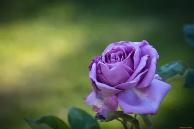 Лиловая роза на фотографии: выберите формат изображения