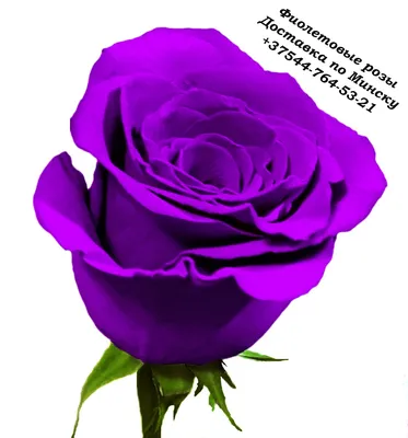 Фото лиловой розы в формате png: доступное скачивание