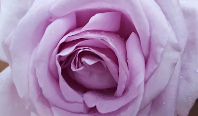 Фотка лиловой розы на фото: скачивайте в желаемом формате