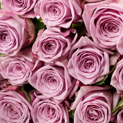 Красивая лиловая роза на фото: выбирайте формат и размер